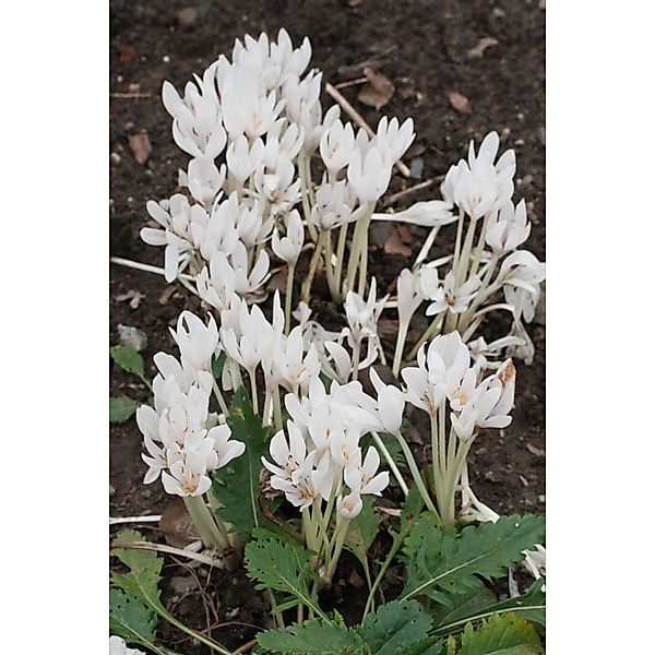Colchicum Autumnale Album Herbstzeitlose Ca. 11x11 cm Topf günstig online kaufen