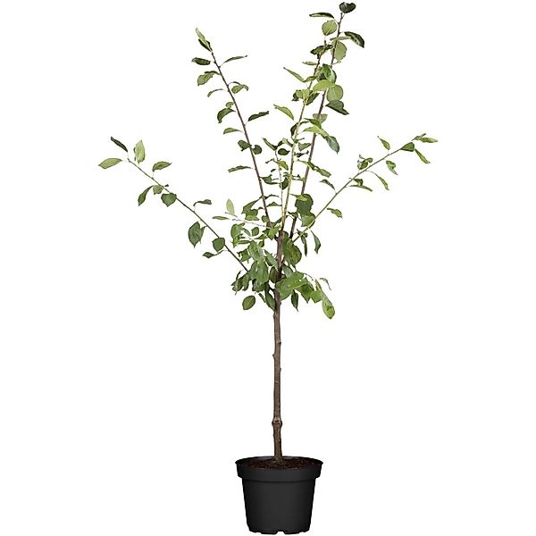 GROW by OBI Bio Zwergapfel Höhe ca. 40 - 60 cm Topf ca. 5 l Malus domestica günstig online kaufen