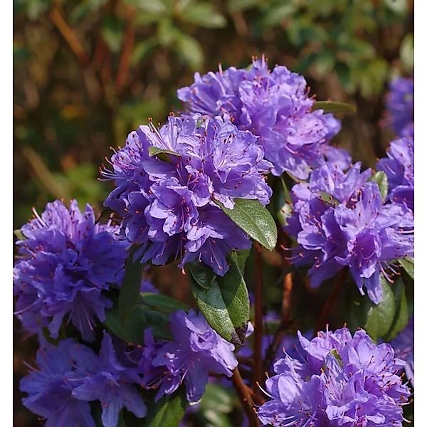 Wild - Rhododendron Aquamarin 25-30cm - Rhododendron augustinii günstig online kaufen