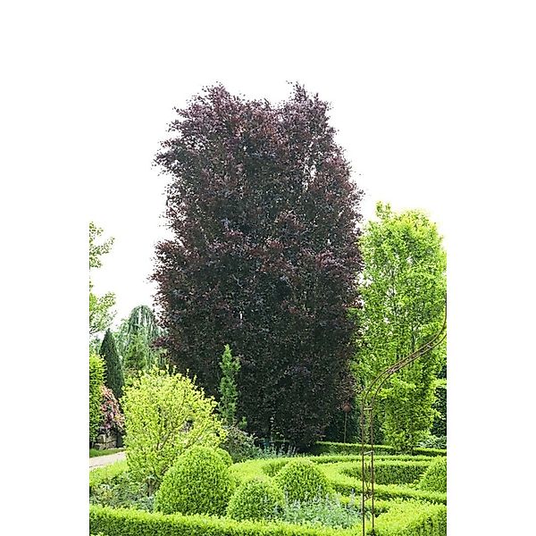 Fagus sylvatica 'Purpurea' 20-30 cm günstig online kaufen