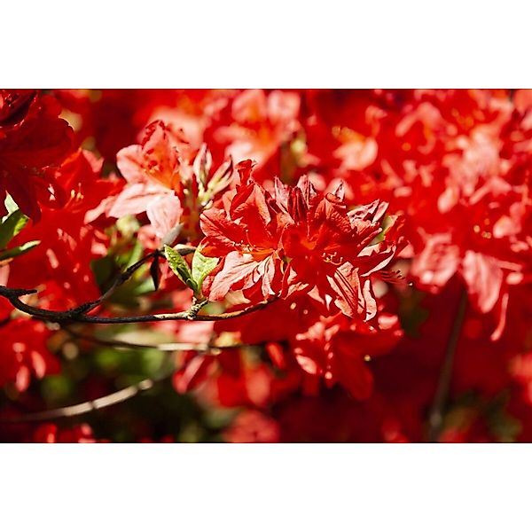 Rhododendron Luteum Fireball Gelb-Orange 40–50 cm günstig online kaufen