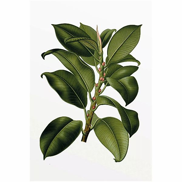 Komar Wandbild Elastica Tree 30 x 40 cm günstig online kaufen