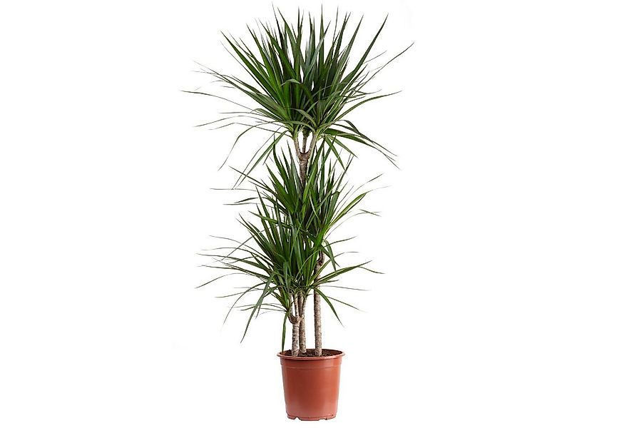 Flowerbox Zimmerpflanze Gerandeter Drachenbaum - Dracaena marginata, pflege günstig online kaufen