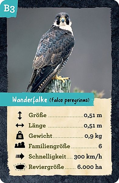 COPPENRATH DIE SPIEGELBURG Lernspielzeug Quartett Nature günstig online kaufen