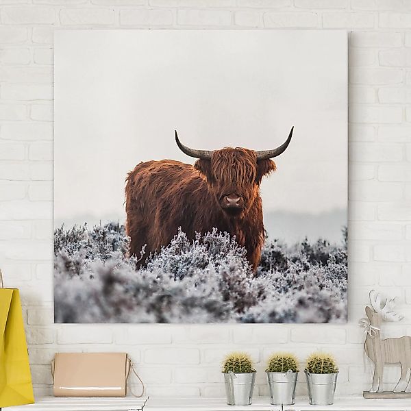 Leinwandbild - Quadrat Bison in den Highlands günstig online kaufen