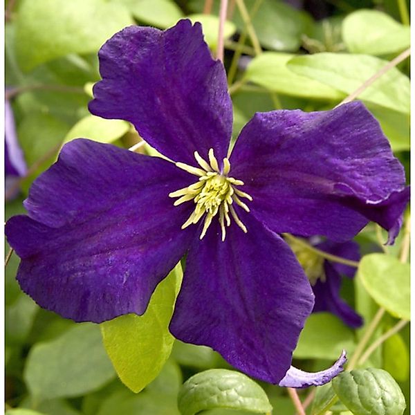 Robuste Waldrebe Blue Belle 60-80cm - Clematis viticella günstig online kaufen