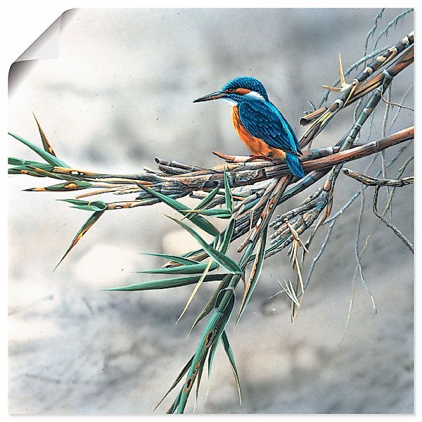 Artland Wandbild "Eisvogel I" Vögel 1 Stk. tlg. als Leinwandbild, Poster, W günstig online kaufen