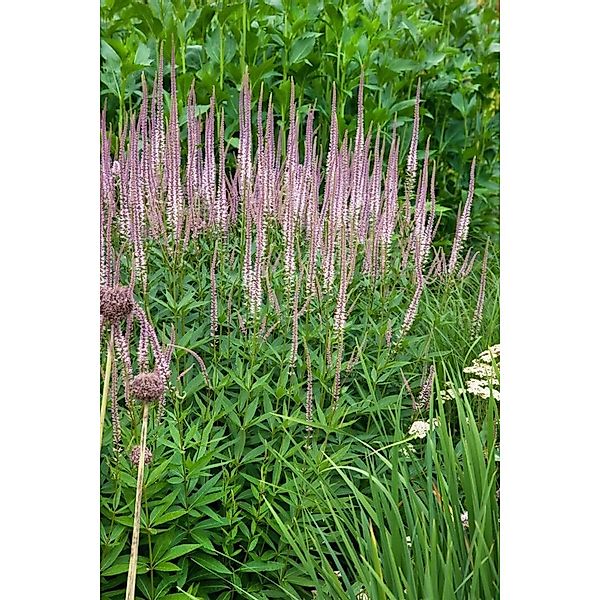 Veronicastrum Virginicum Erika Kandelaber Ehrenpreis Ca. 11x11 cm Topf günstig online kaufen
