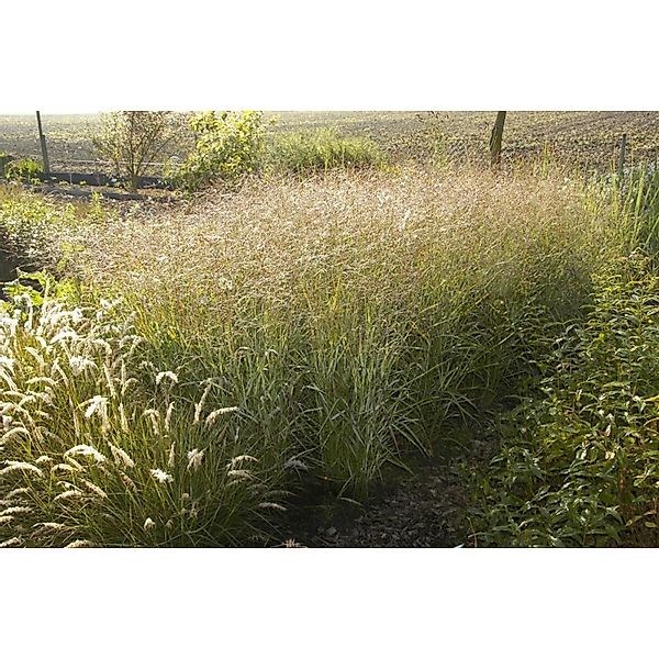 Panicum Virgatum Shenandoah Rutenhirse Rot-Grün Ca. 9x9 cm Topf günstig online kaufen