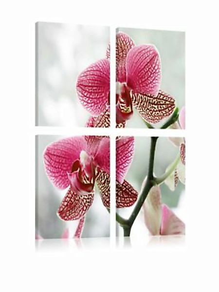 artgeist Wandbild Ausgefallene Orchidee grau-kombi Gr. 90 x 90 günstig online kaufen