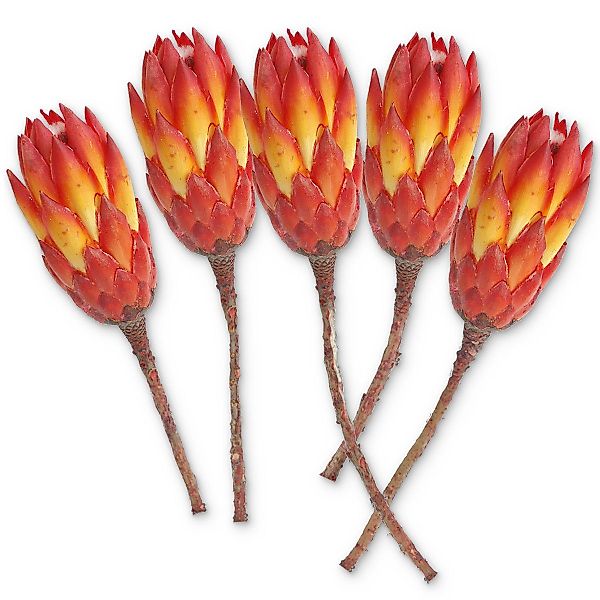 Kunstblume Protea Trockenblumen orange rot 5er günstig online kaufen
