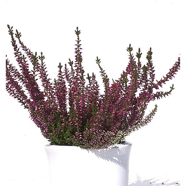 10x Knospenheide Gardengirls Amethyst - Calluna vulgaris günstig online kaufen