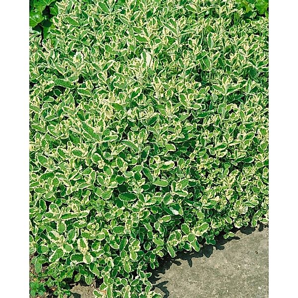 Mentha X Rotundifolia Variegata Apfelminze Ca. 9x9 cm Topf günstig online kaufen