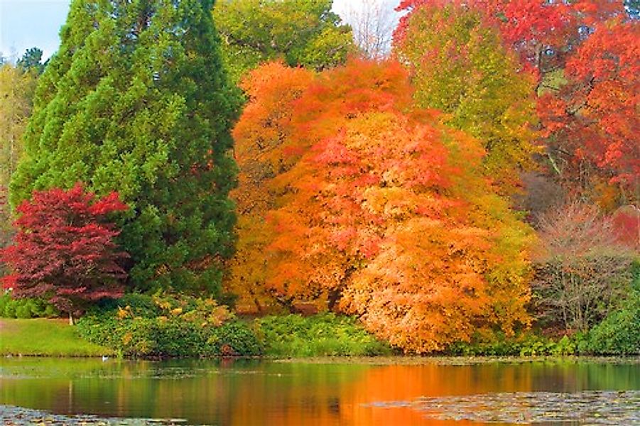 Papermoon Fototapete »HERBST-WALD-BAUM FLUSS BLUMEN NATUR PFLANZE SONNE WIE günstig online kaufen