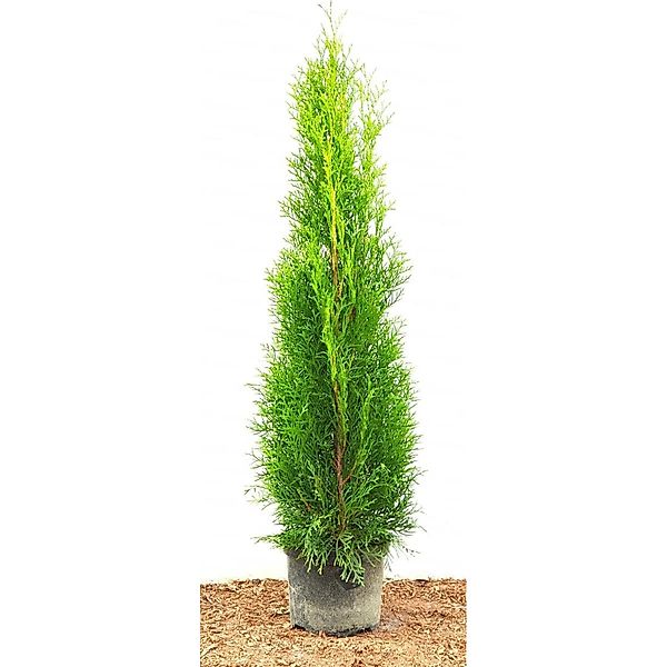 Thuja occidentalis 'Smaragd' 80-100 cm 2 Liter Container günstig online kaufen