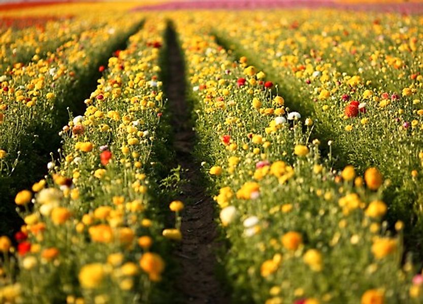 Papermoon Fototapete »Flower Field in San Diego« günstig online kaufen