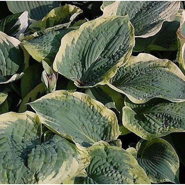 Funkie American Halo - Hosta cultorum günstig online kaufen
