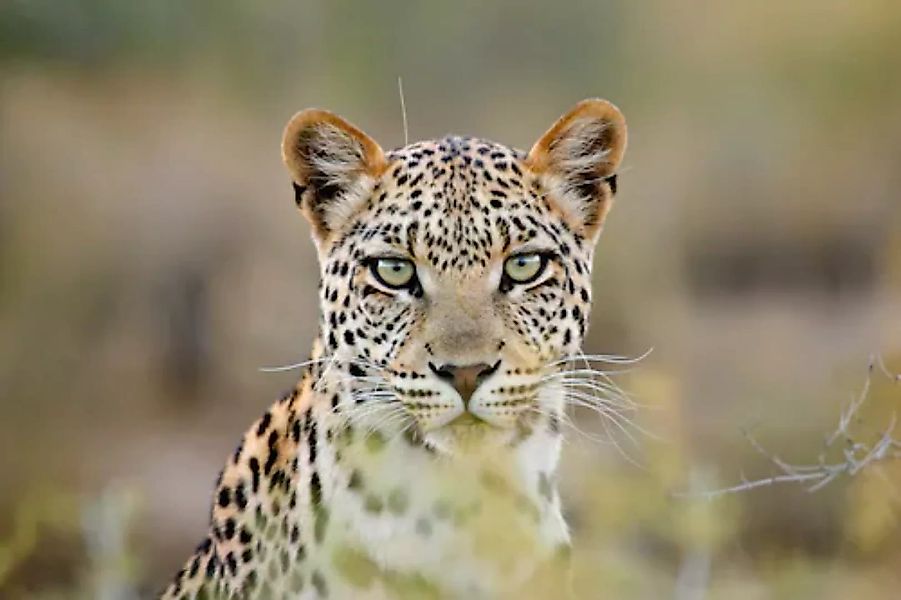 Papermoon Fototapete »Leopardenporträt« günstig online kaufen