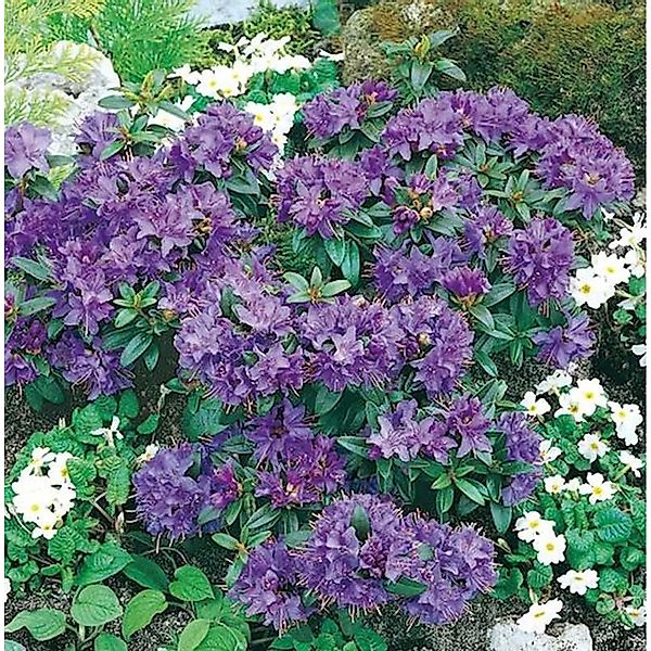 Zwerg Rhododendron Gristede 30-40cm - Rhododendron impeditum - Zwerg Alpenr günstig online kaufen