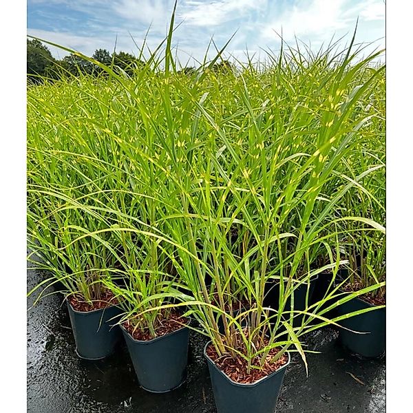 Miscanthus Sinensis Zebrinus Zebragras Gestreift 3-5 Liter Container günstig online kaufen