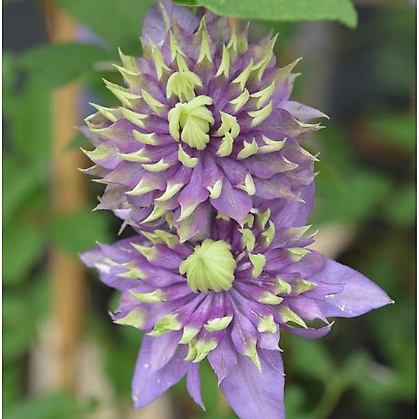 Waldrebe Taiga 60-80cm - Clematis günstig online kaufen