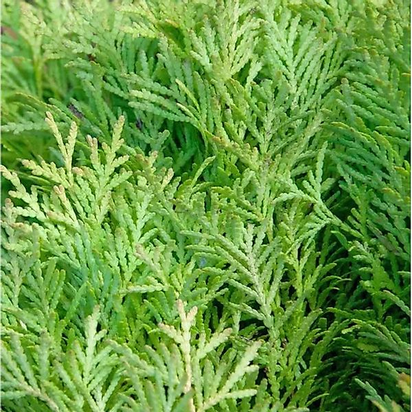 Hochstamm Zwerglebensbaum Amber Glow 60-80cm - Thuja occidentalis günstig online kaufen