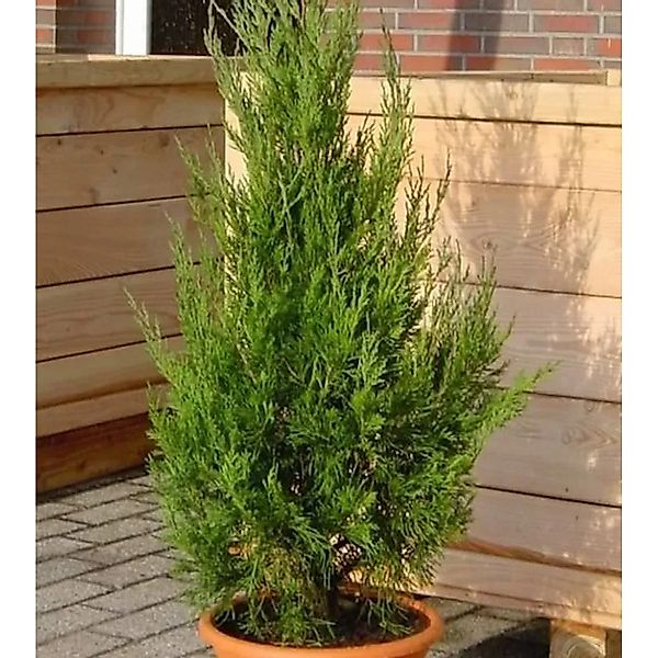 Wacholder Helle 80-100cm - Juniperus virginiana günstig online kaufen