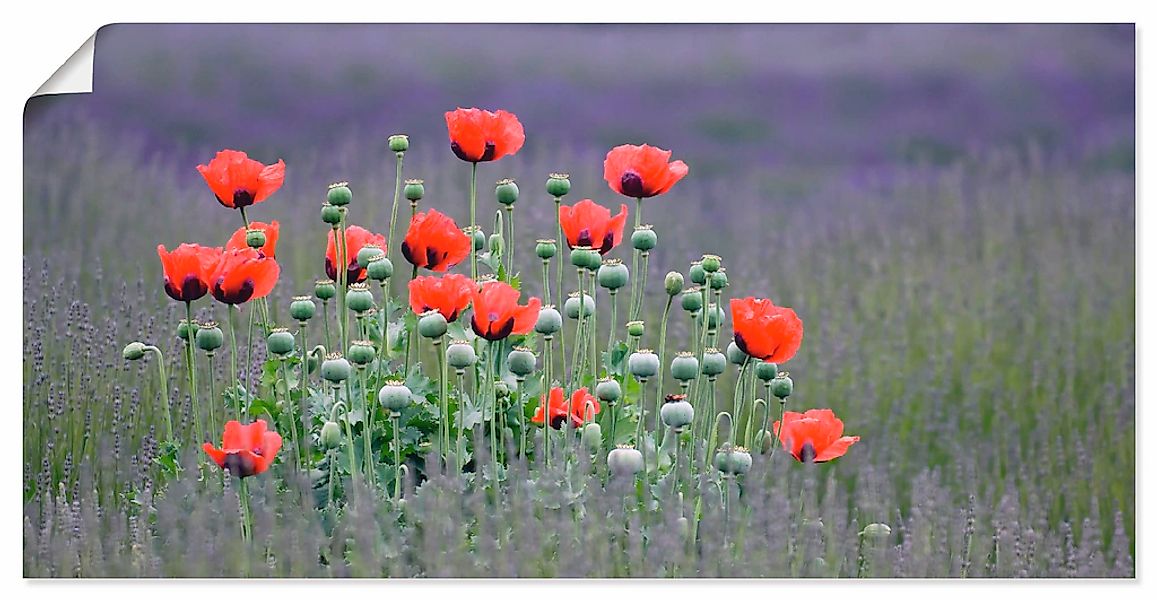 Artland Wandbild "Lavendelfarm in Sequim - Mohnblumen", Blumenwiese, (1 St. günstig online kaufen