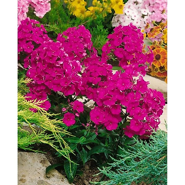 Phlox Paniculata Kirchenfürst Flammenblume Ca. 11x11 cm Topf günstig online kaufen