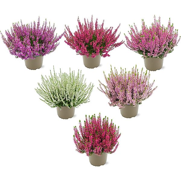 Besenheide Topf-Ø ca. 11 cm Calluna Vulgaris günstig online kaufen