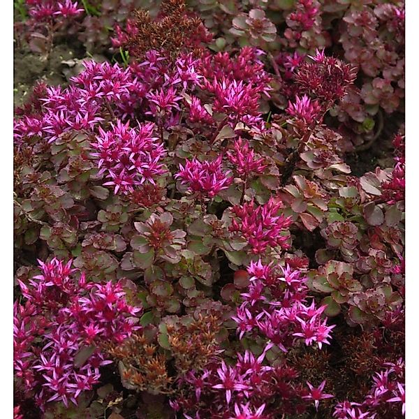 Kaukasus Asienfetthenne Fuldaglut - Sedum spurium günstig online kaufen