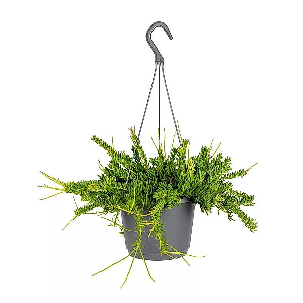 Casa Caron | Zimmerpflanze Rhipsalis mit Hängetopf günstig online kaufen