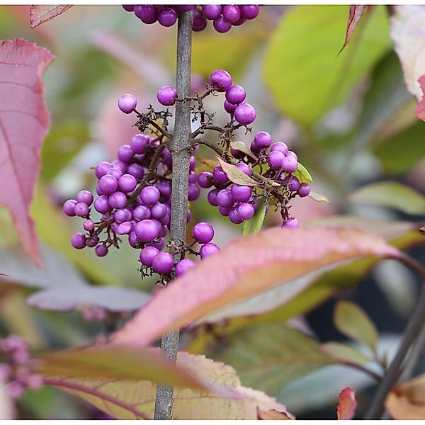 Liebesperlenstrauch Schönfrucht Profusion 125-150cm - Callicarpa bodinieri günstig online kaufen