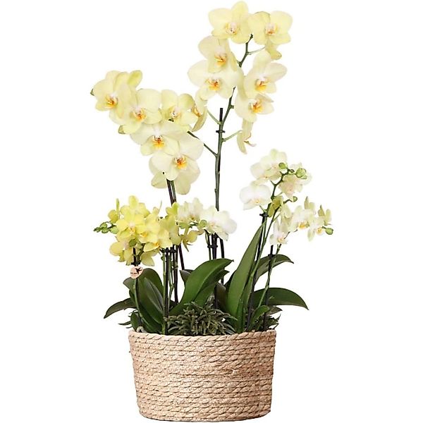 Kolibri Orchideen gelbes Pflanzenset im Schilfkorb inkl. Wassertank 3 gelbe günstig online kaufen