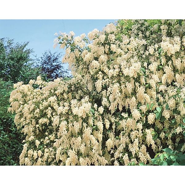 Holodiscus Discolor Cremeweiße Blüten 80–100 cm günstig online kaufen