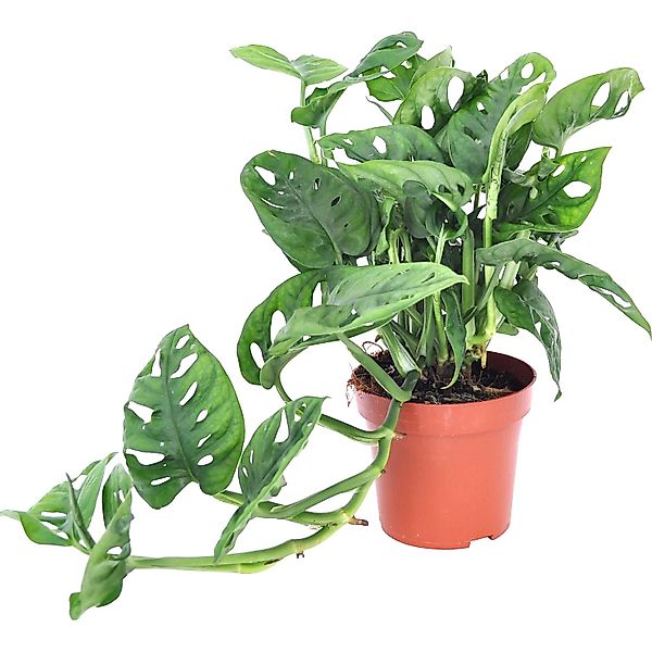 Lochpflanze Leichtlinii Topf-Ø ca. 12 cm Monstera adansonii günstig online kaufen