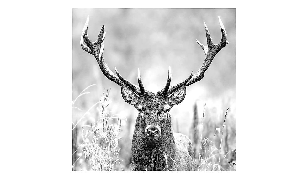 Glasbild 20x20 cm  Grey deer head II - 20 cm - 20 cm - Sconto günstig online kaufen