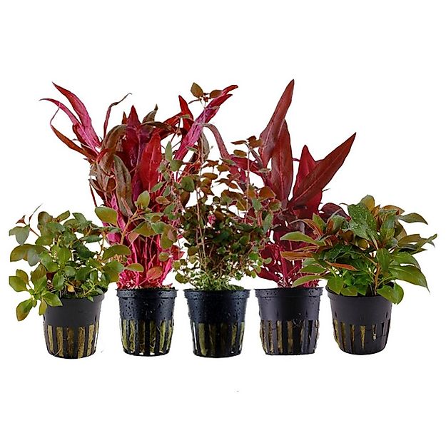 Aquaone Wasserpflanze Pflanzen Set mit 5 schönen roten Wasserpflanzen Nr.10 günstig online kaufen