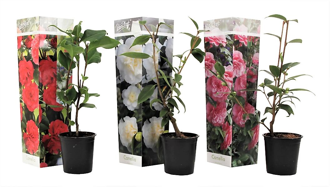 Perfect Plant | Mischung aus 3 Kamelien Japanische Rose günstig online kaufen