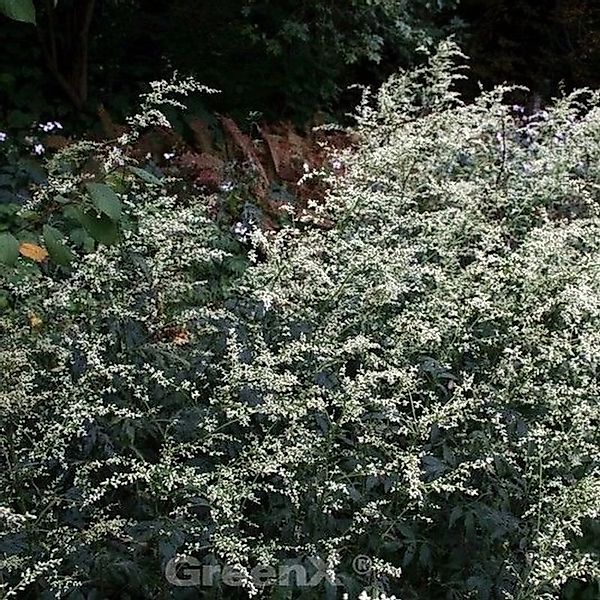 Chinabeifuss - Artemisia lactiflora günstig online kaufen