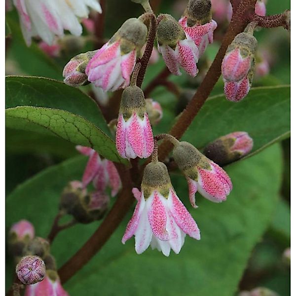 Maiblumenstrauch Codsall Pink 40-60cm - Deutzia scabra günstig online kaufen