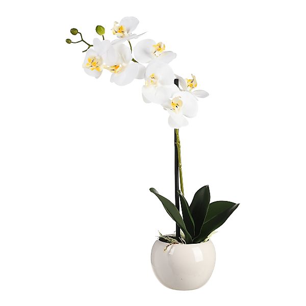 Orchidee Phalaenopsis, getopft ca. 45cm günstig online kaufen