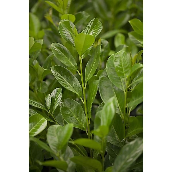 Prunus,aurocerasus 'Rotundifolia' 125 cm Stammhöhe günstig online kaufen