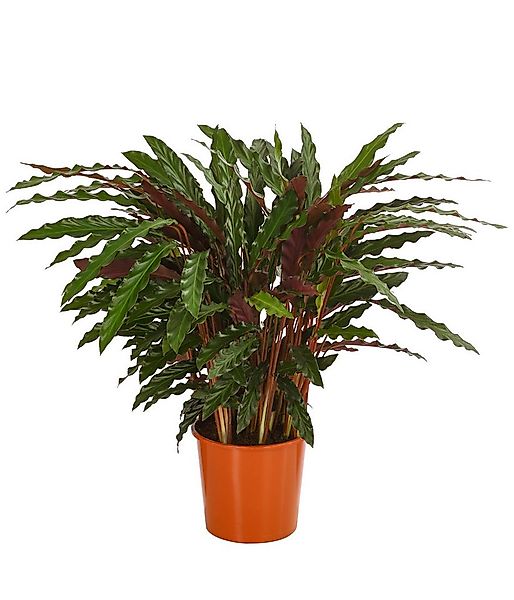 Dehner Zimmerpflanze Korbmarante Elger Grass, Calathea, ca. 65-75 cm, Ø Top günstig online kaufen