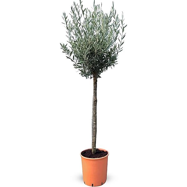 Sunny-Tree  Hochstämmiger Olivenbaum 160 Zentimeter Hoch 10 Jahre Alt Olea günstig online kaufen