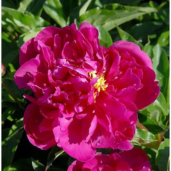 Edelpfingstrose Bunker Hill - Paeonia,actiflora günstig online kaufen