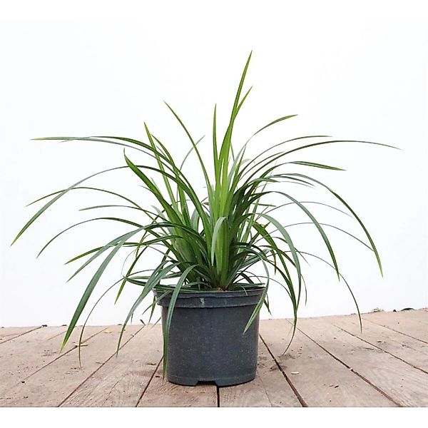 Carex Morrowii Ssp. Foliosiss. Irish Green Ca. 9x9 cm Topf günstig online kaufen