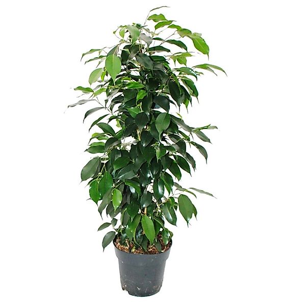 Exotenherz Zimmerpflanze Ficus benjamini "Danielle" im 17cm Topf günstig online kaufen