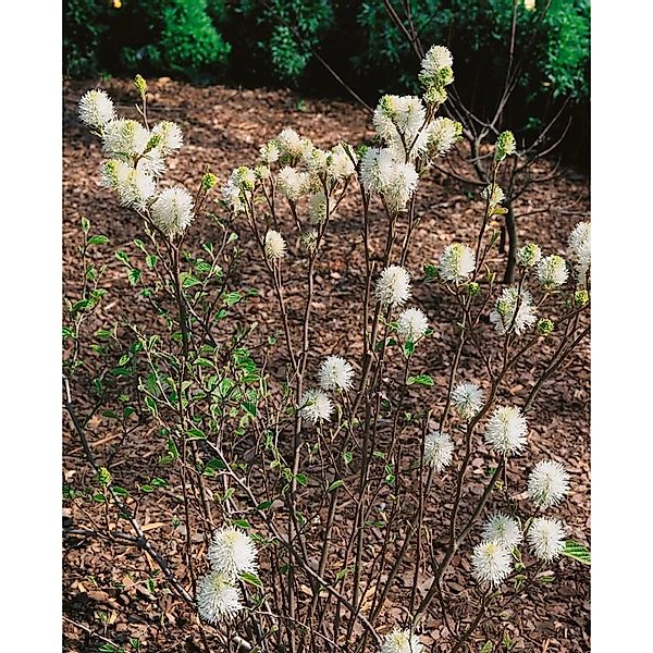 Fothergilla Gardenii Mount Airy Federbuschstrauch Weiß 50–60 cm günstig online kaufen