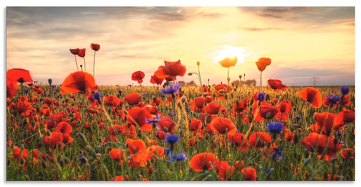 Artland Wandbild "Mohnblumen" Blumen 1 Stk. tlg. als Alubild, Outdoorbild, günstig online kaufen